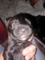 male puppy 2 , a male English Setter and Labrador Retriever for sale in Mohawk, NY – 7 of 7