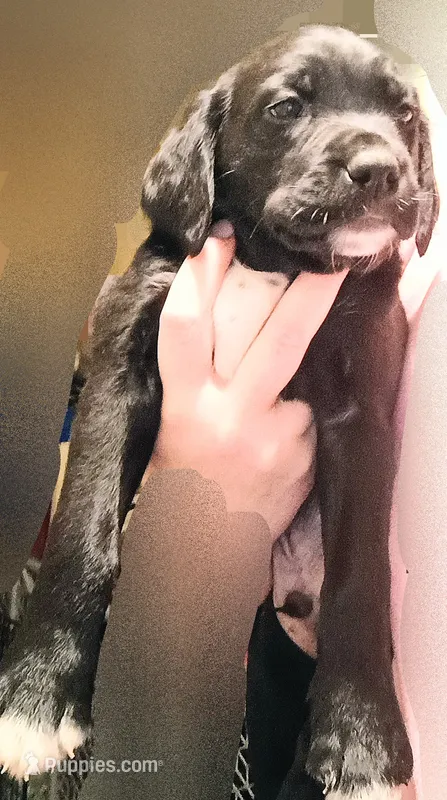 male puppy 1 – English Setter, Labrador Retriever puppy for sale in Mohawk, NY