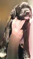 male puppy 1, a male English Setter and Labrador Retriever for sale in Mohawk, NY – 1 of 1