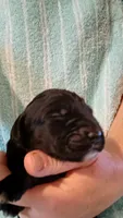 male puppy 2 , a male English Setter and Labrador Retriever for sale in Mohawk, NY – 3 of 7