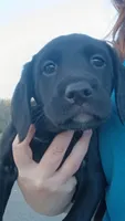 female puppy 2, a female English Setter and Labrador Retriever for sale in Mohawk, NY – 1 of 3