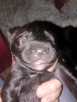 Female English setter lab mix (Labrasetter /Setterdor)), a female English Setter and Labrador Retriever for sale in Mohawk, NY – 1 of 1