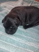 male puppy 2 , a male English Setter and Labrador Retriever for sale in Mohawk, NY – 2 of 7