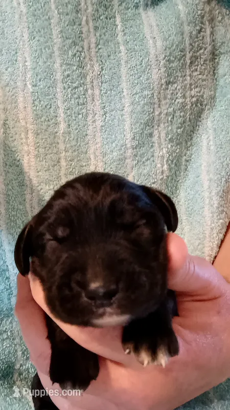 male puppy 2  – English Setter, Labrador Retriever puppy for sale in Mohawk, NY