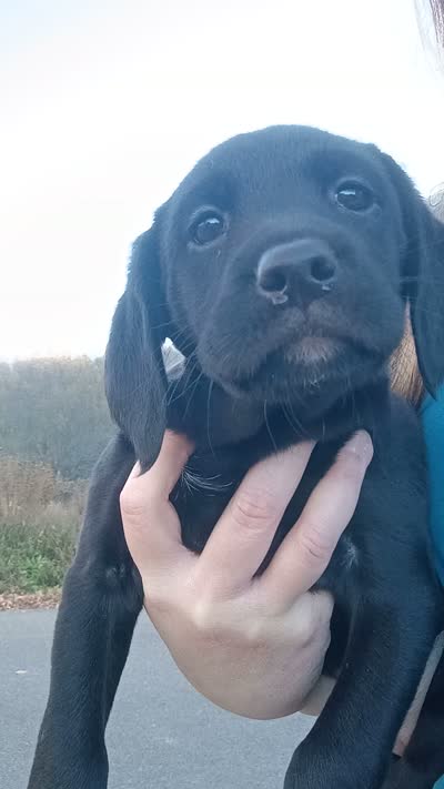 female puppy 2, a female English Setter and Labrador Retriever for sale in Mohawk, NY – 3 of 3