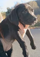 Female puppy - Labrador setter mix - Labrasetter /Setterdor, a female English Setter and Labrador Retriever for sale in Mohawk, NY – 4 of 7