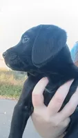 female puppy 2, a female English Setter and Labrador Retriever for sale in Mohawk, NY – 2 of 3