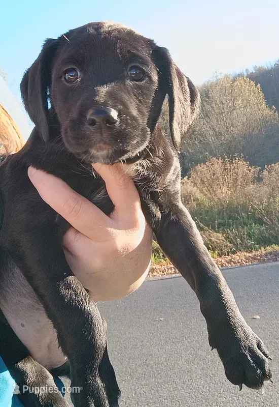 Female puppy - Labrador setter mix - Labrasetter /Setterdor – English Setter, Labrador Retriever puppy for sale in Mohawk, NY