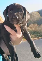 Female puppy - Labrador setter mix - Labrasetter /Setterdor, a female English Setter and Labrador Retriever for sale in Mohawk, NY – 1 of 7