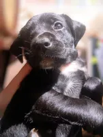 Female Labrasetter /Setterdor, a female English Setter and Labrador Retriever for sale in Mohawk, NY – 1 of 3