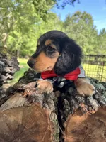 Dax LH AKC , a male Dachshund for sale in Big Sandy, TX – 10 of 10