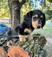 Dax LH AKC , a male Dachshund for sale in Big Sandy, TX – 5 of 10