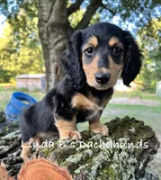 Dax LH AKC , a male Dachshund for sale in Big Sandy, TX – 3 of 10