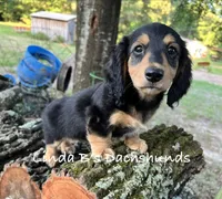 Dax LH AKC , a male Dachshund for sale in Big Sandy, TX – 9 of 10