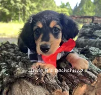 Dax LH AKC , a male Dachshund for sale in Big Sandy, TX – 1 of 10