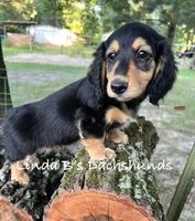 Dax LH AKC , a male Dachshund for sale in Big Sandy, TX – 2 of 10