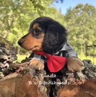 Dax LH AKC , a male Dachshund for sale in Big Sandy, TX – 6 of 10