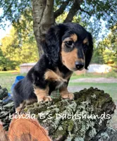 Dax LH AKC , a male Dachshund for sale in Big Sandy, TX – 7 of 10