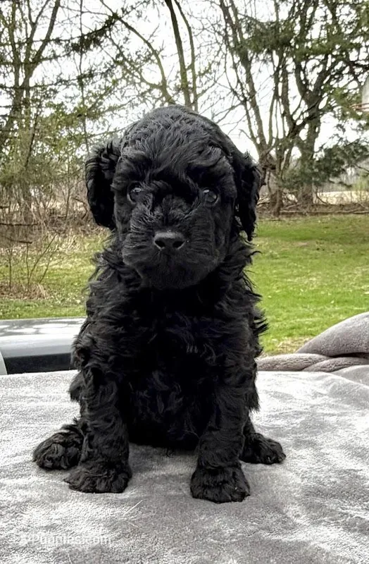Midnight – Poodle - Miniature  puppy for sale in Kalamazoo, MI