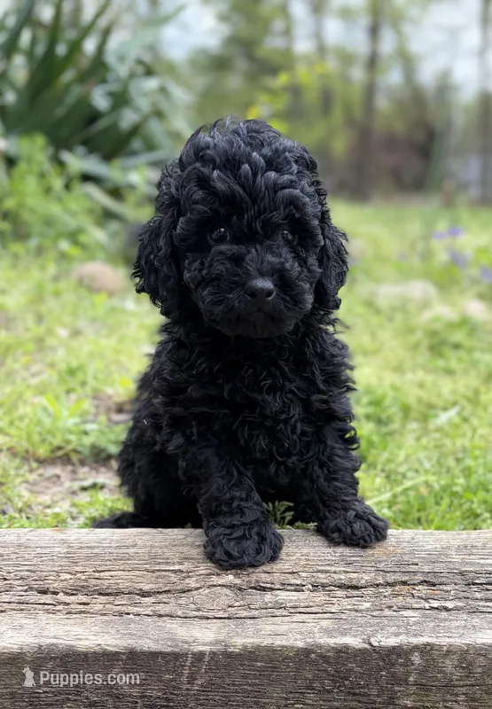 Midnight – Poodle - Miniature  puppy for sale in Kalamazoo, MI