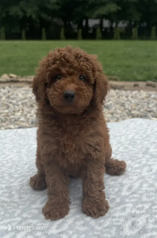 Tucker – Poodle - Miniature  puppy for sale in Kalamazoo, MI