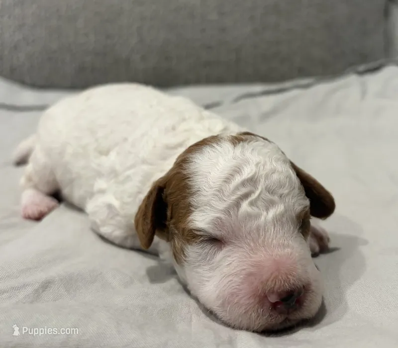 Paprika – Poodle - Miniature  puppy for sale in Kalamazoo, MI