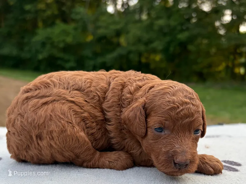 Sasha – Poodle - Miniature  puppy for sale in Kalamazoo, MI