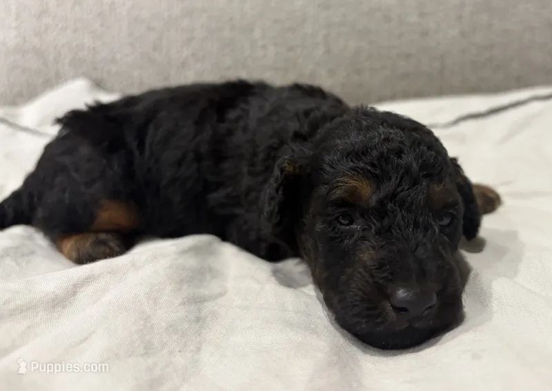 Phantom – Poodle - Miniature  puppy for sale in Kalamazoo, MI