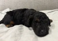 Phantom, a male Poodle - Miniature  for sale in Kalamazoo, MI – 1 of 1