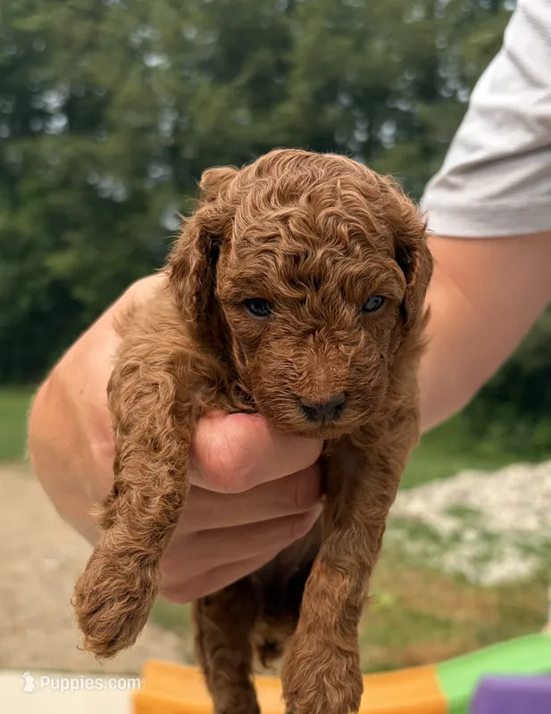 Tucker – Poodle - Miniature  puppy for sale in Kalamazoo, MI