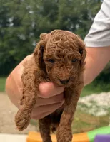 Tucker, a male Poodle - Miniature  for sale in Kalamazoo, MI – 1 of 1