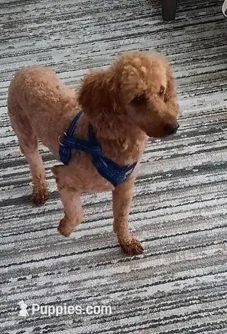 Deacon – Poodle - Miniature  puppy for sale in Kalamazoo, MI