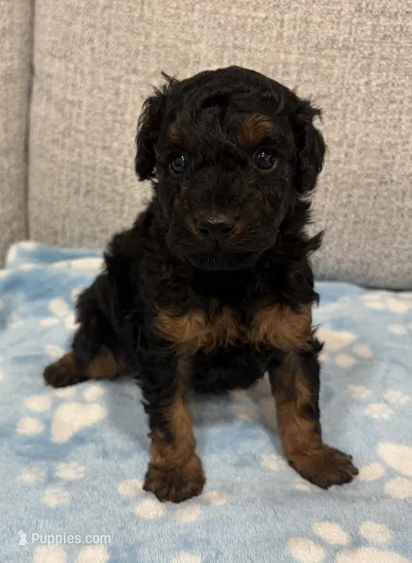 Phantom – Poodle - Miniature  puppy for sale in Kalamazoo, MI