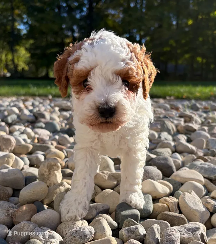 Tuck – Poodle - Miniature  puppy for sale in Kalamazoo, MI