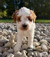 Tuck, a male Poodle - Miniature  for sale in Kalamazoo, MI – 1 of 1
