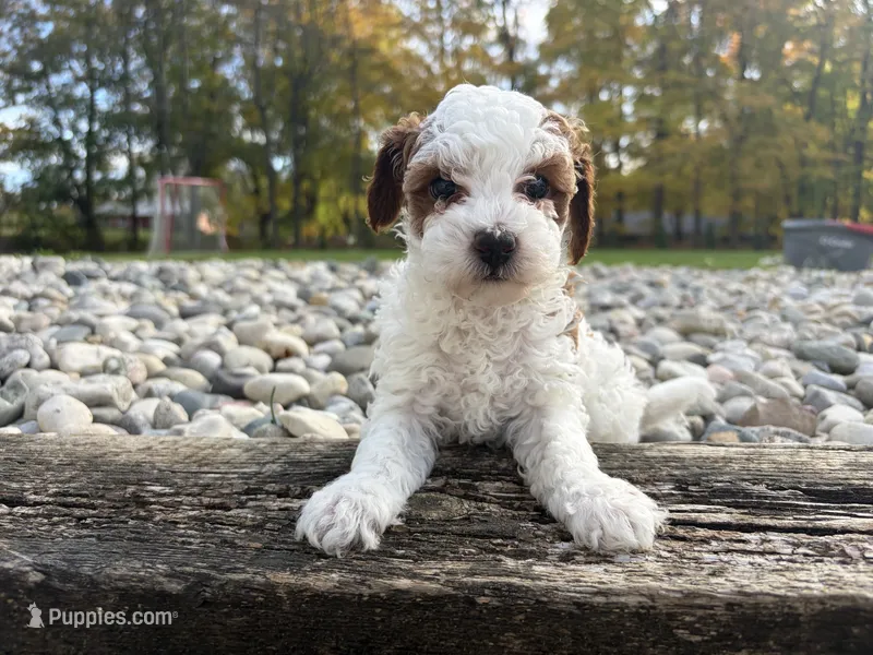 Paprika – Poodle - Miniature  puppy for sale in Kalamazoo, MI