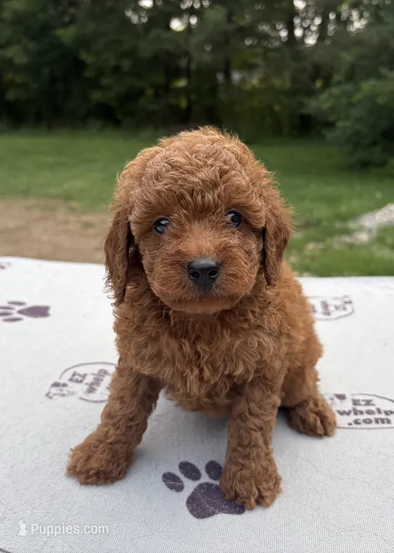 Tucker – Poodle - Miniature  puppy for sale in Kalamazoo, MI