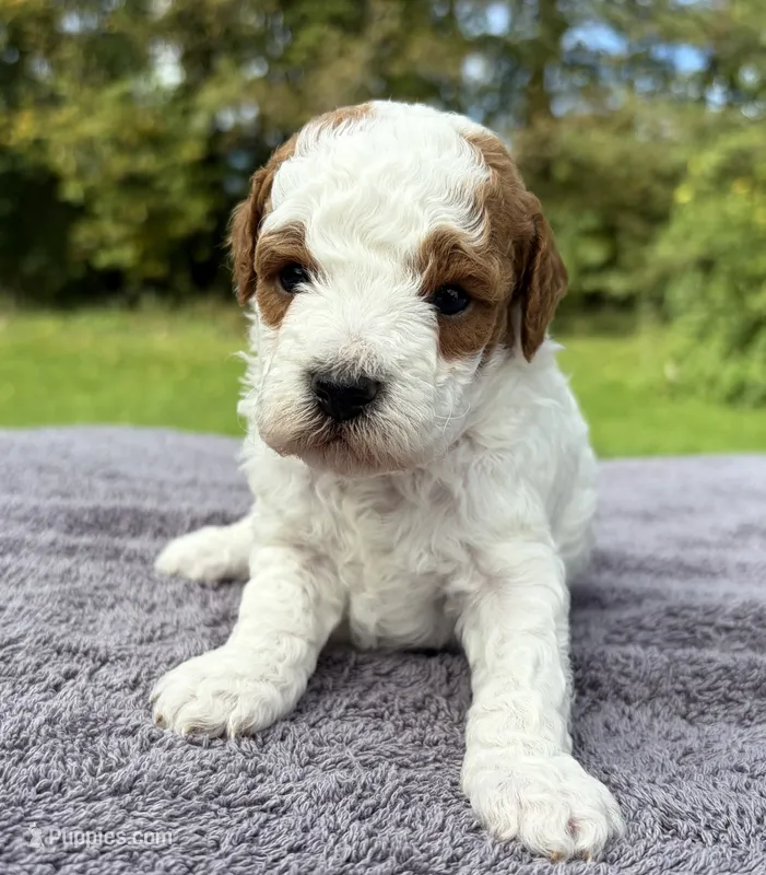 Paprika – Poodle - Miniature  puppy for sale in Kalamazoo, MI
