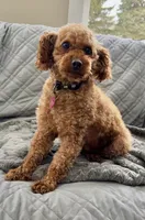 Scarlett, a female Poodle - Miniature  for sale in Kalamazoo, MI – 1 of 1