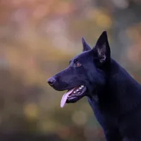 Kaia, a female German Shepherd Dog for sale in Bradford, ME – Photo 2 of 3