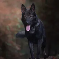 Kaia, a female German Shepherd Dog for sale in Bradford, ME – Photo 3 of 3