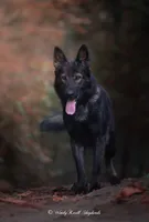 Kaia, a female German Shepherd Dog for sale in Bradford, ME – Photo 3 of 3