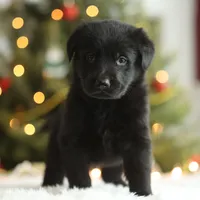 Kaia, a female German Shepherd Dog for sale in Bradford, ME – Photo 1 of 3