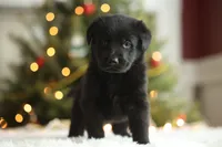 Kaia, a female German Shepherd Dog for sale in Bradford, ME – Photo 1 of 3