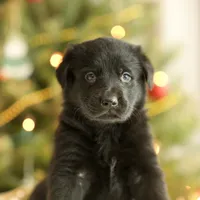 Ranger, a male German Shepherd Dog for sale in Bradford, ME – Photo 1 of 3