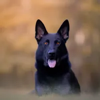 Ranger, a male German Shepherd Dog for sale in Bradford, ME – Photo 2 of 3