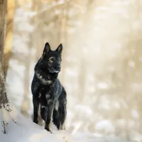 Ranger, a male German Shepherd Dog for sale in Bradford, ME – Photo 3 of 3