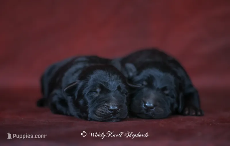 Black German Shepherd Puppy