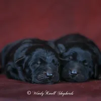 Black German Shepherd Puppy, a male German Shepherd Dog for sale in Bradford, ME – Photo 1 of 3