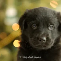 Bear, a male German Shepherd Dog for sale in Bradford, ME – Photo 2 of 4